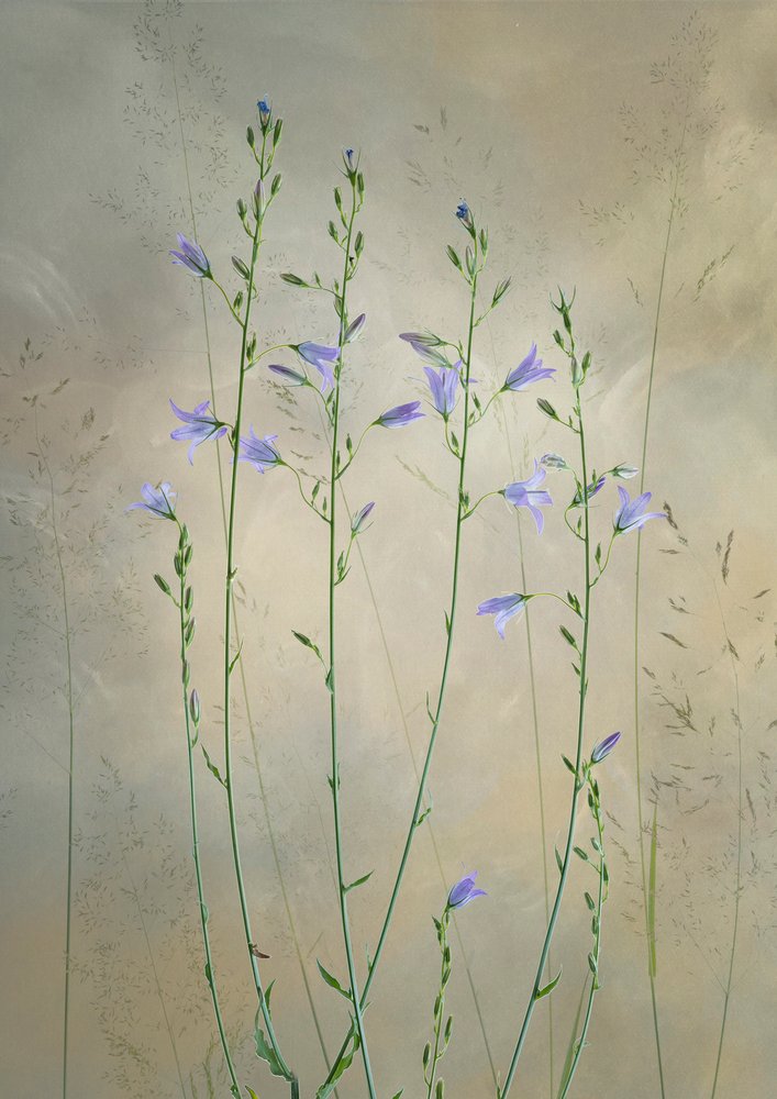 Fijne klokjesbloemen door Greetje van Son