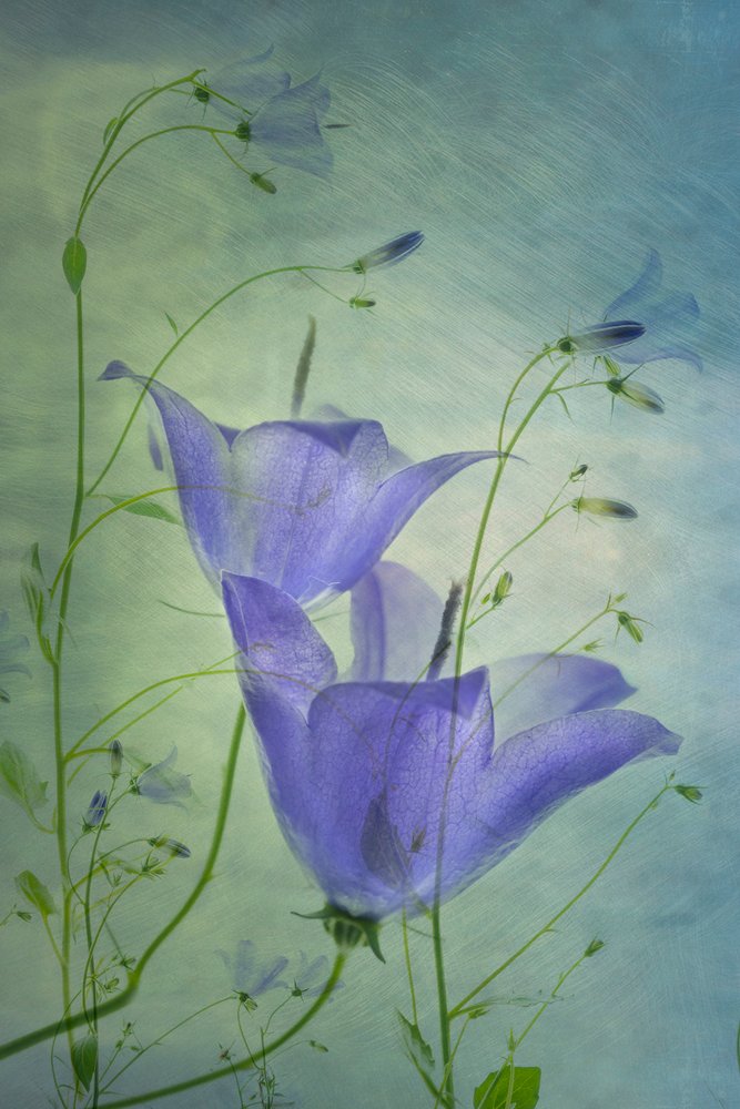 Etherische blauwe klokjesbloemen door Greetje van Son