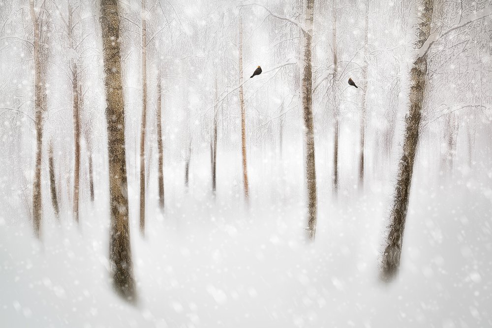  door Gustav Davidsson