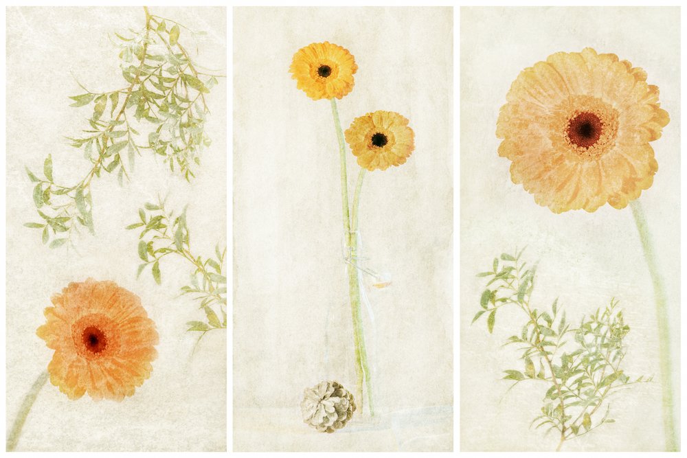 Soft Gerbera-drieluik door Gustav Davidsson