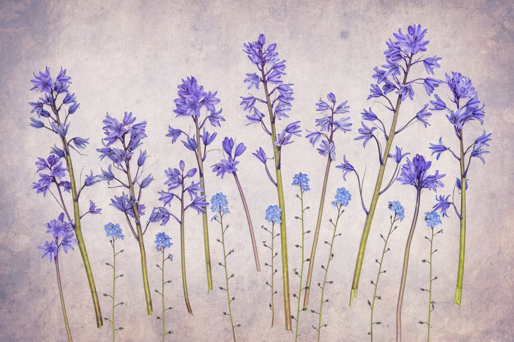 Vintage Bluebell Garden door Hardik Pandya