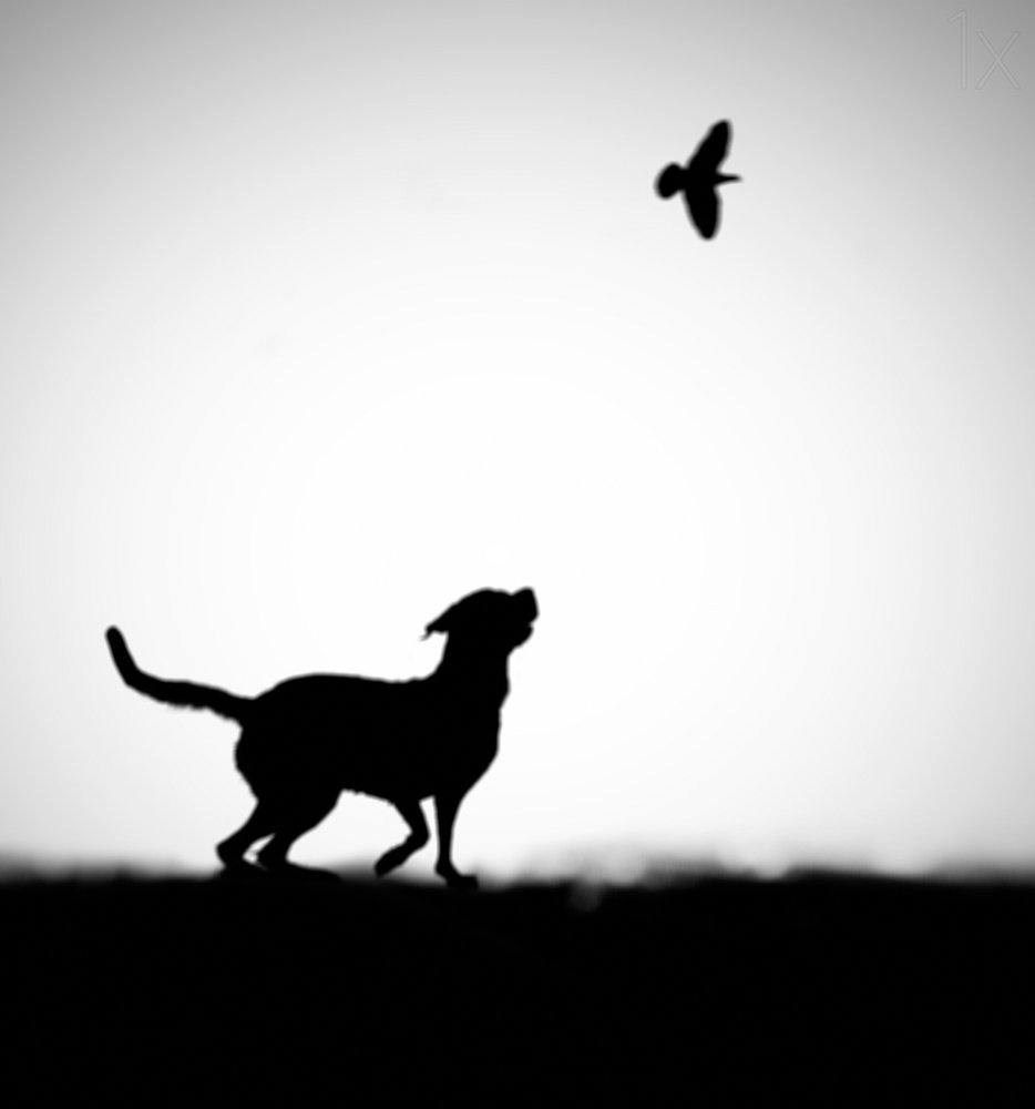 Speels silhouet van een hond en een vogel door Hengki Lee