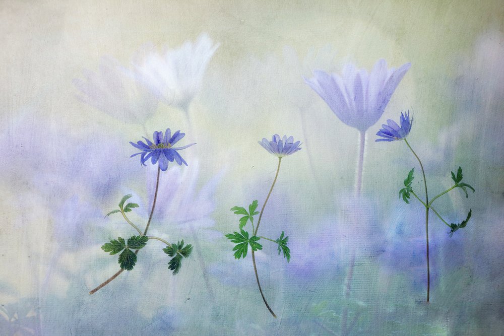 Dromerige blauwe anemonen door Hilda van der Lee