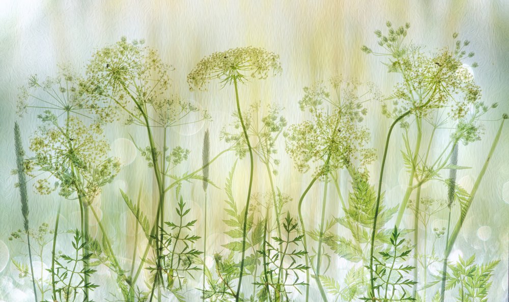 Zachte groene wilde bloemen door Hilda van der Lee