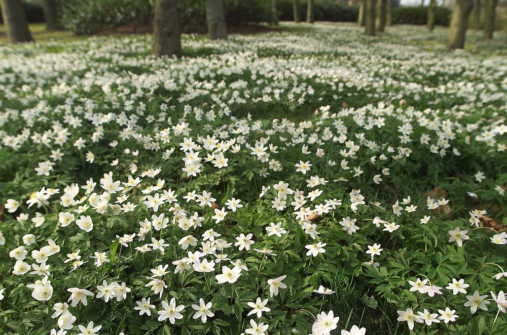 Lente-anemonen door Ida Publishing