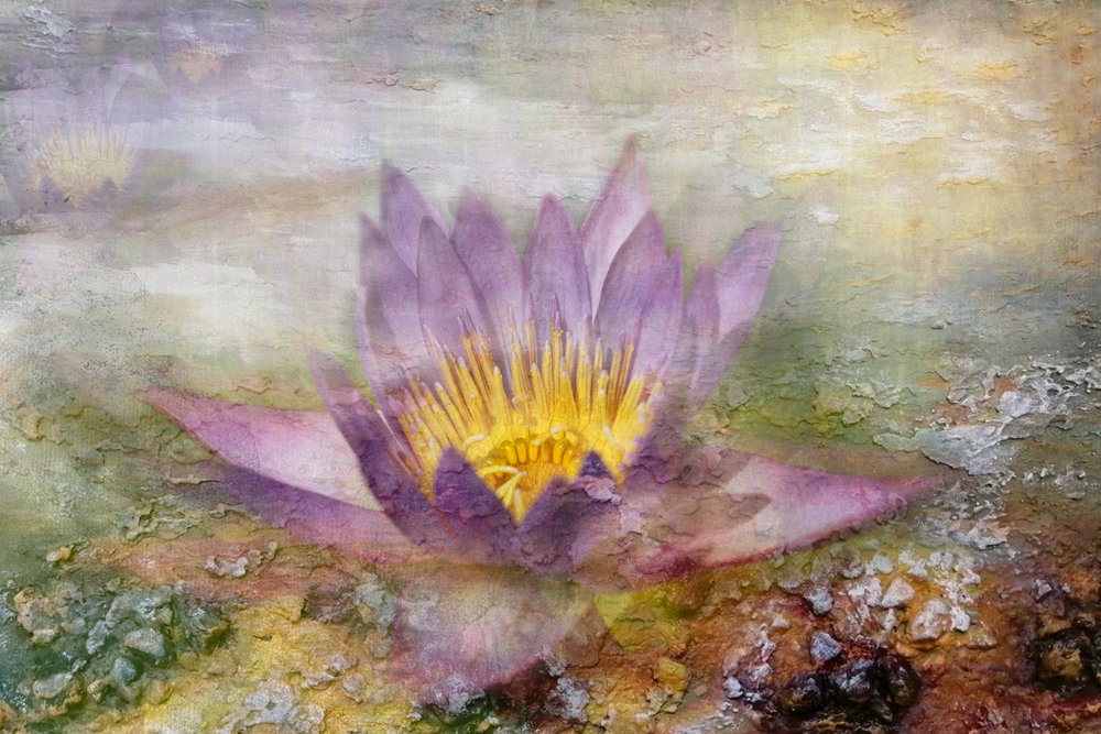 Etherische paarse lotus door Igor Kopcev