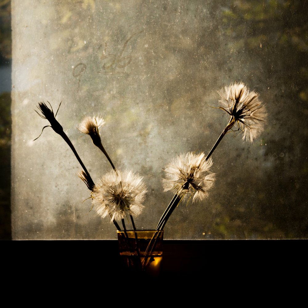 Paardenbloemen in het licht van het raam door Ileana Bosogea-Tudor