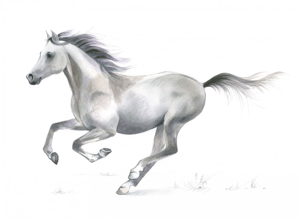 Dynamische gratie van een galopperend paard door Isabelle Brent