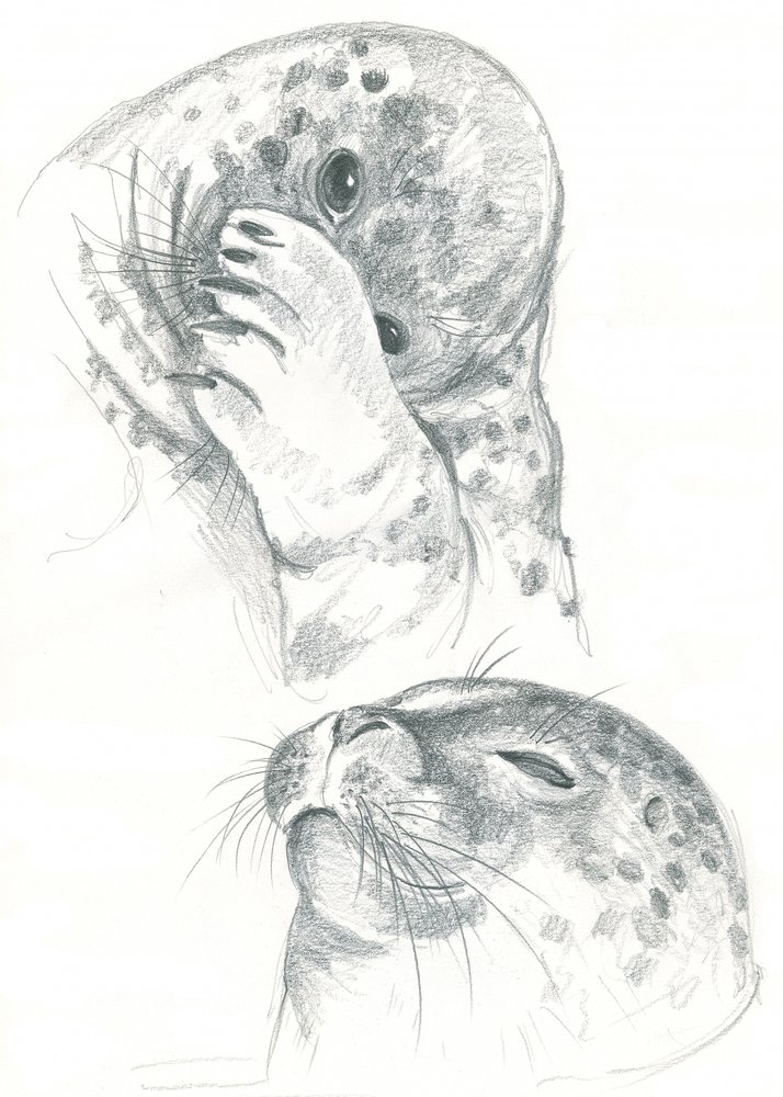 Tekening van grijze zeehonden door Isabelle Brent