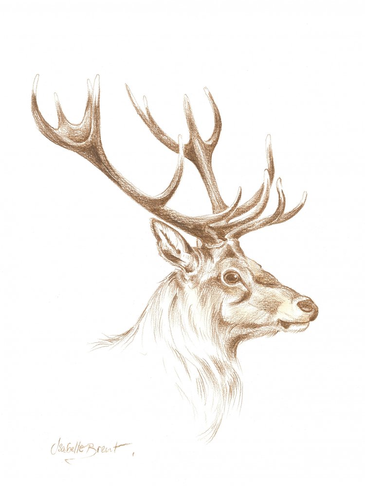 Tekening van een majestueus hert door Isabelle Brent