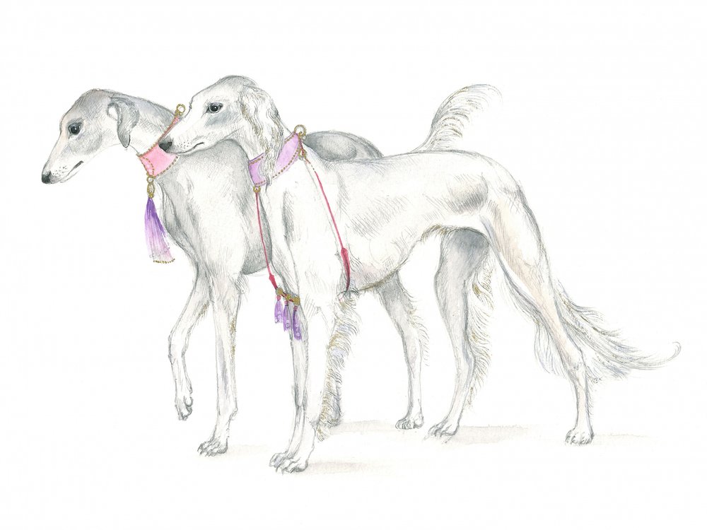 Saluki