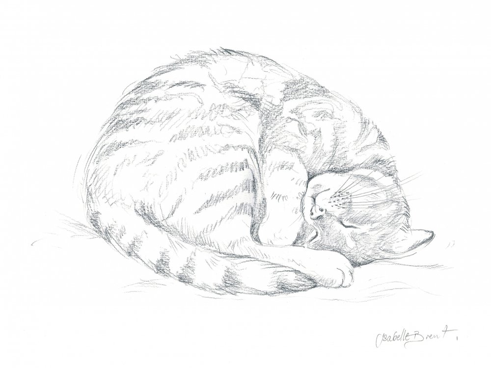 Tekening van een slapende kat door Isabelle Brent