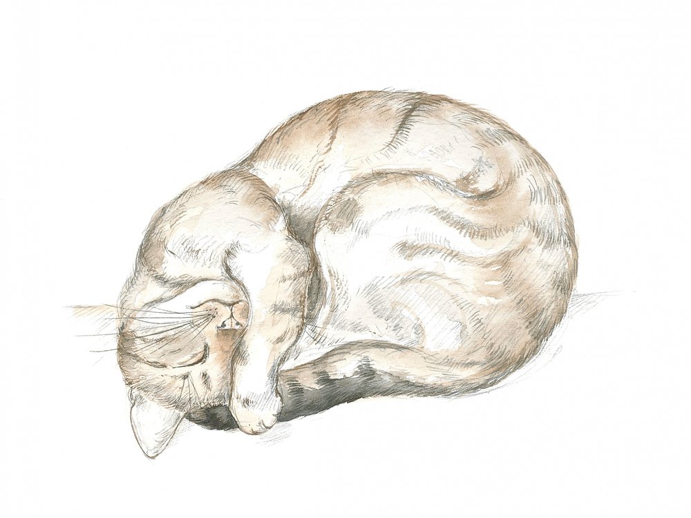 Slapende cyperse kat door Isabelle Brent