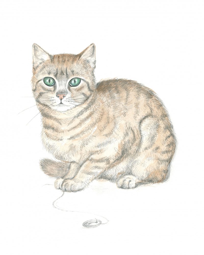 Cyperse kat en knoop door Isabelle Brent