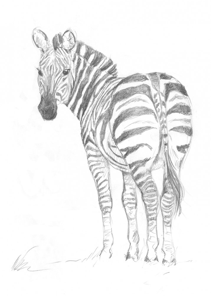 Zebra door Isabelle Brent
