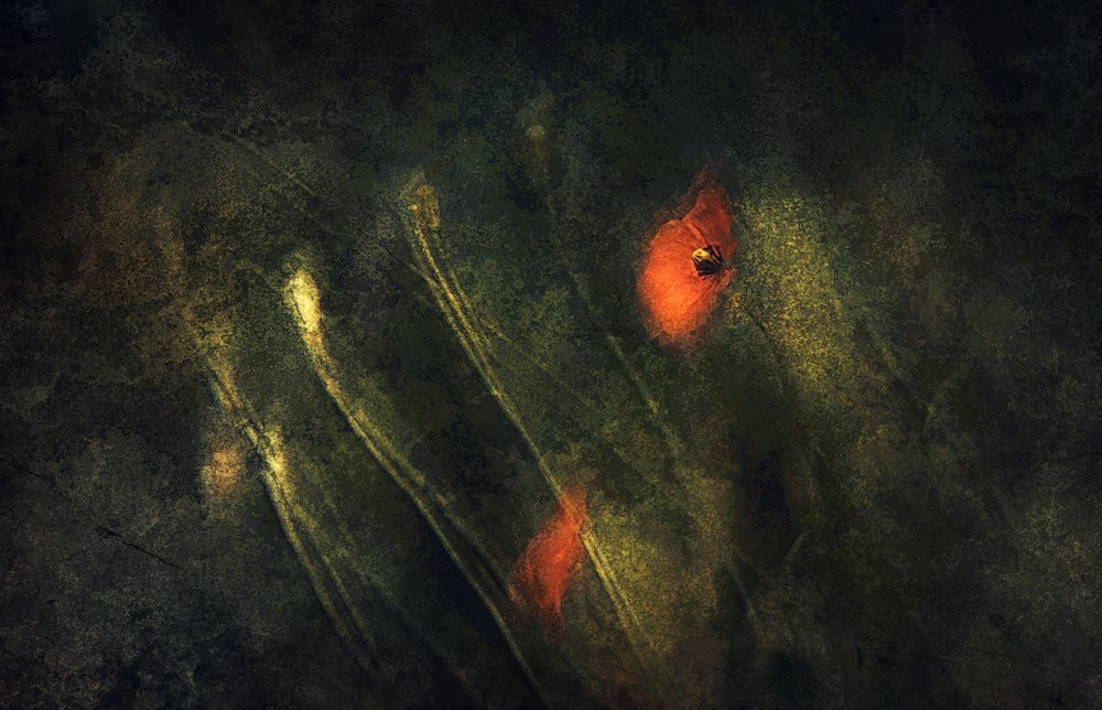 Abstracte rode klaprozen door Jan van der Linden