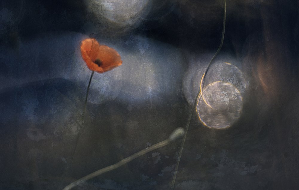 Etherische papaverbloem door Jan van der Linden