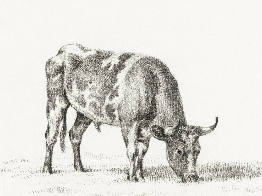 Weidende stier door Jean Bernard