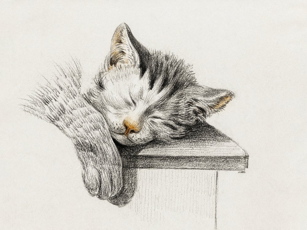 Schets van een slapende kat door Jean Bernard