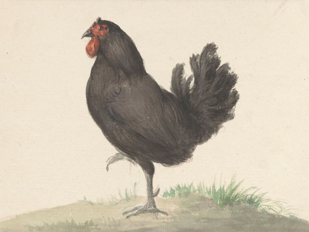 Staande Zwarte Kip (1775–1833) door Jean Bernard