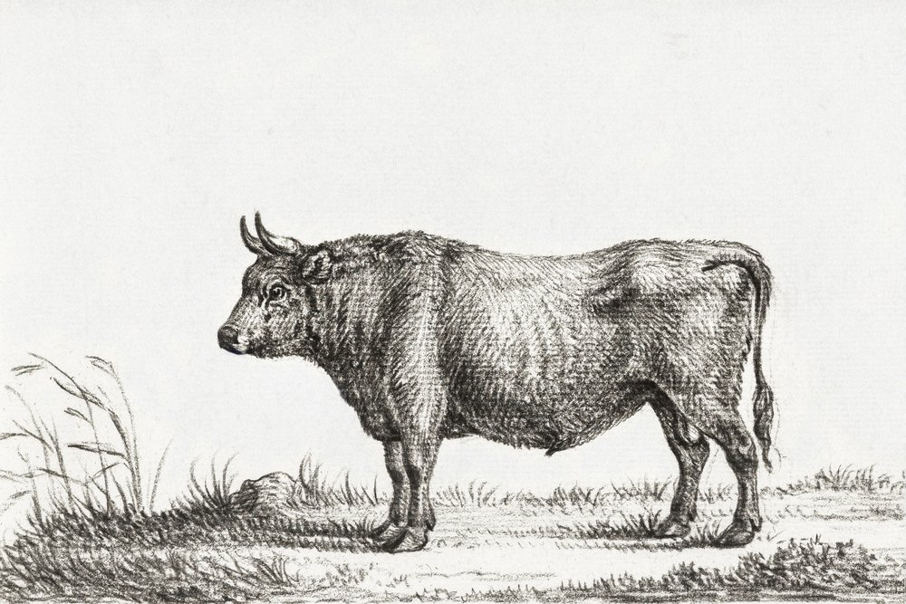 Standing Bull door Jean Bernard