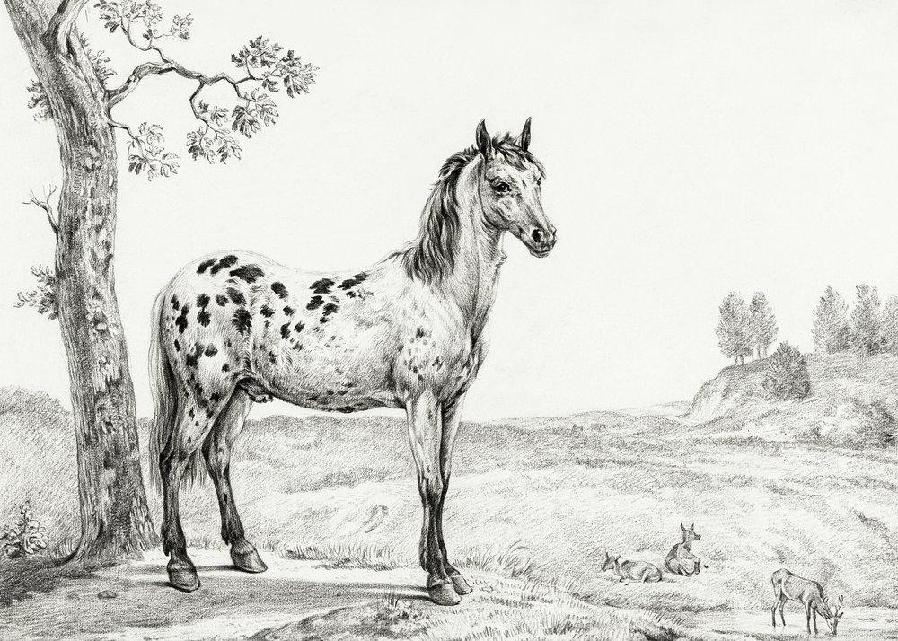 Staand gevlekt paard door Jean Bernard