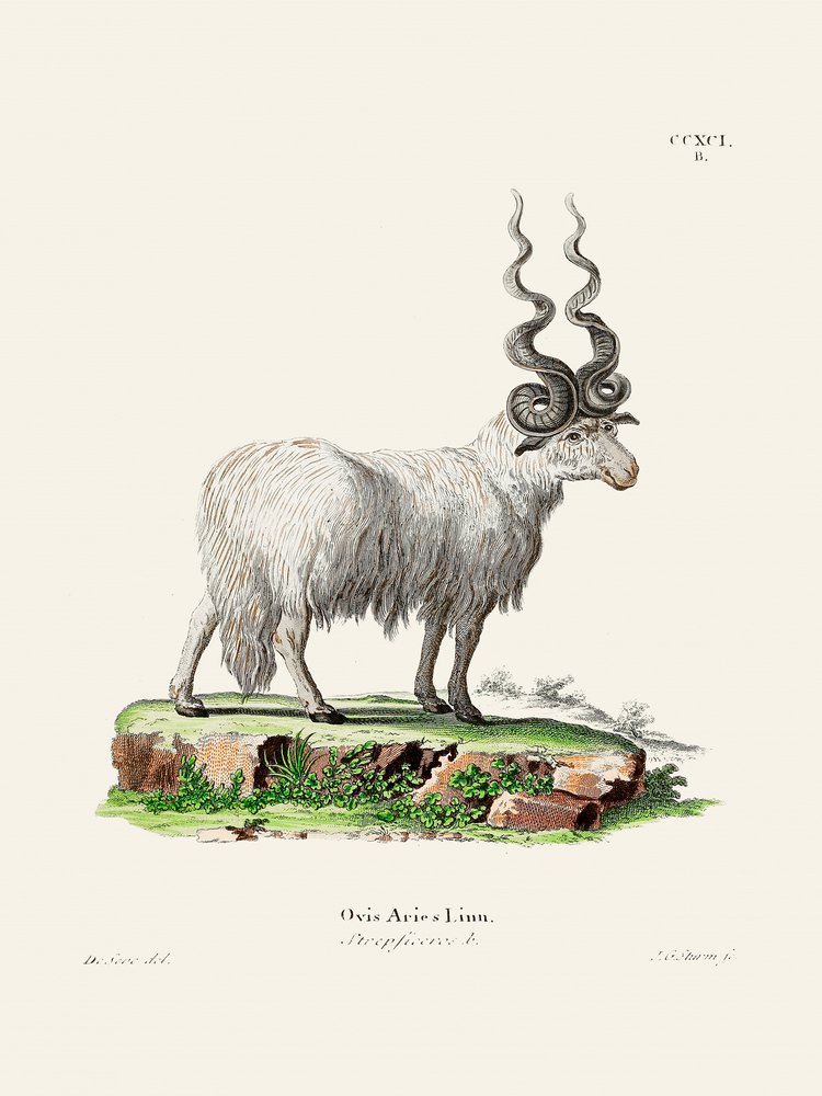 Ovis Aries door Johann Andreas Wagener en Johann Christian Daniel Von Schreber. door Johann Christian Daniel Von Schreber