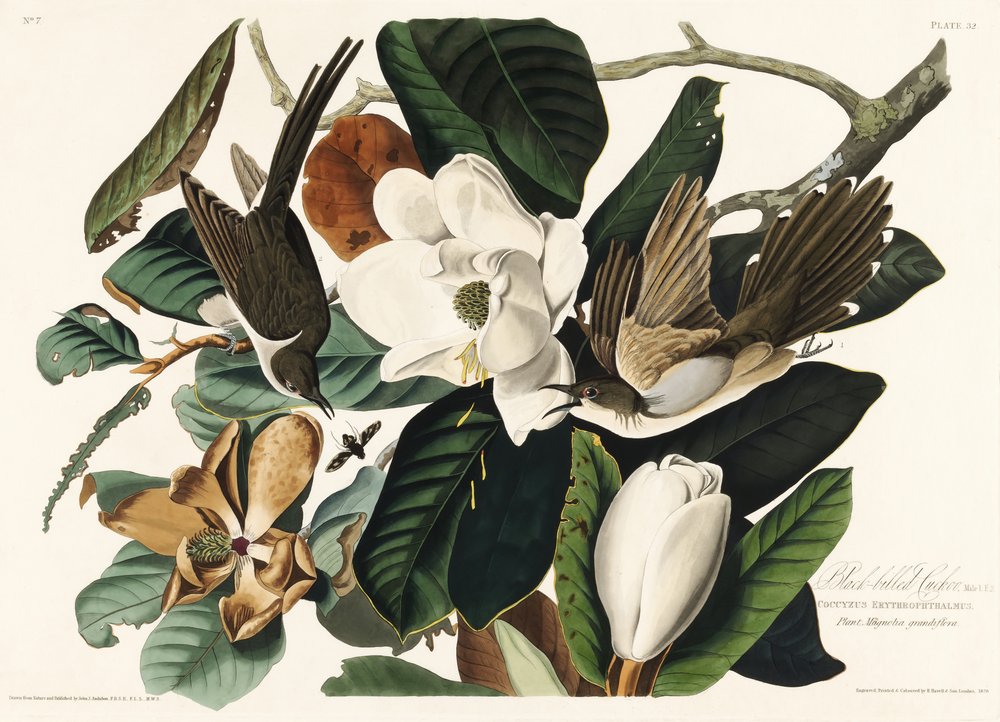  door John James Audubon
