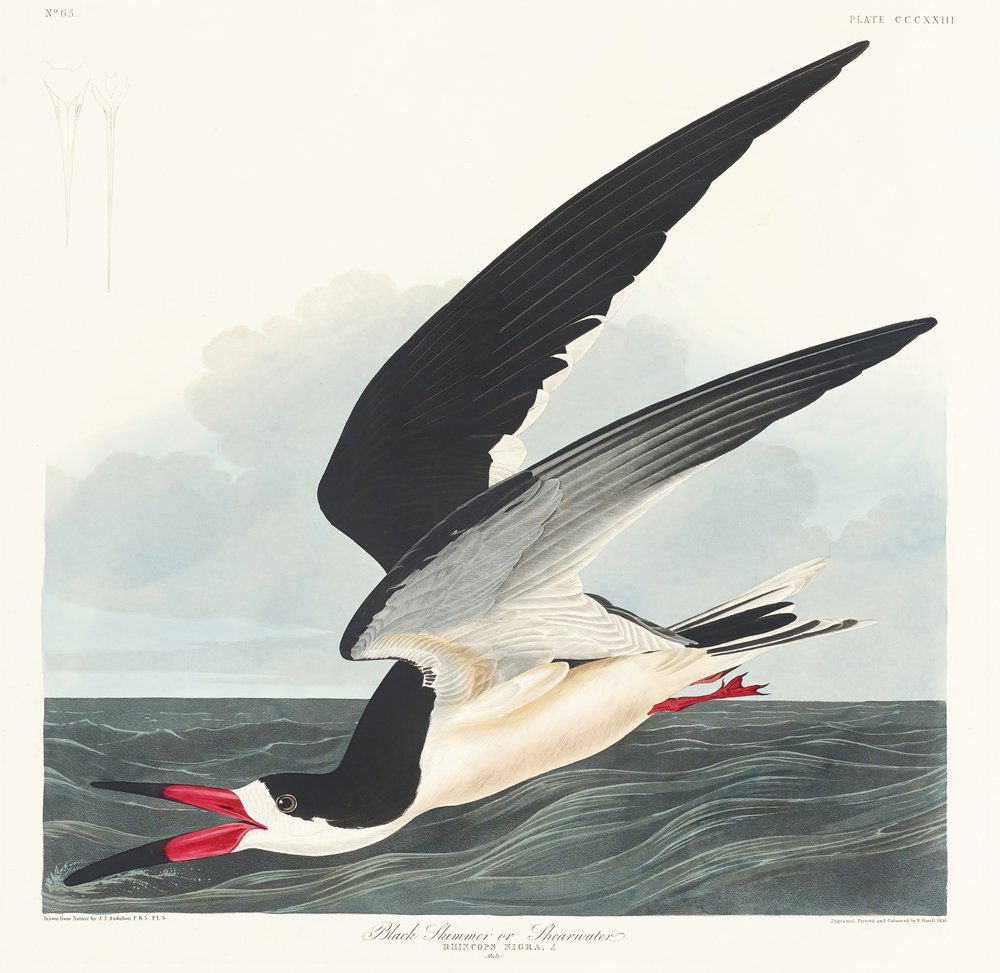  door John James Audubon