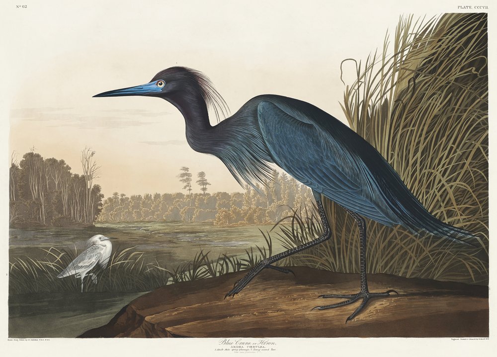  door John James Audubon