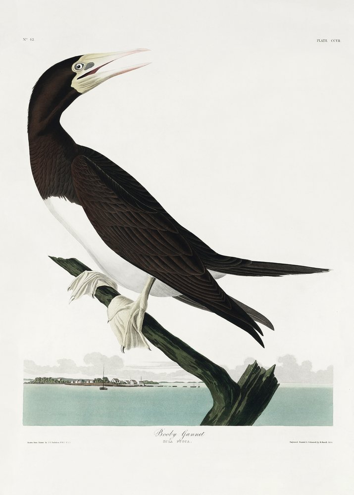  door John James Audubon