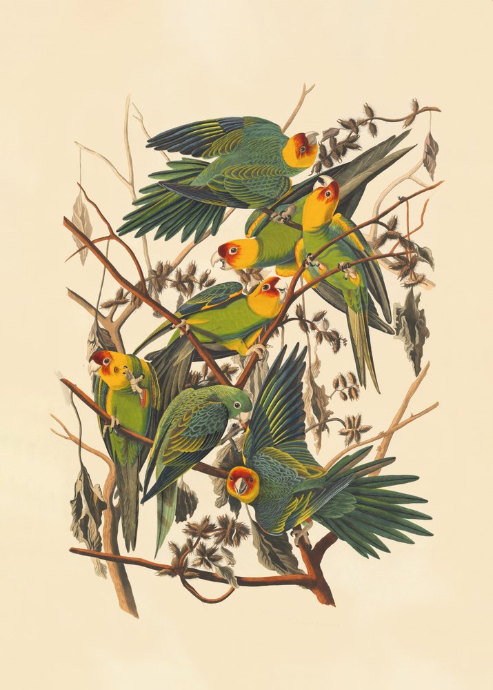 Carolina-papegaai door John James Audubon