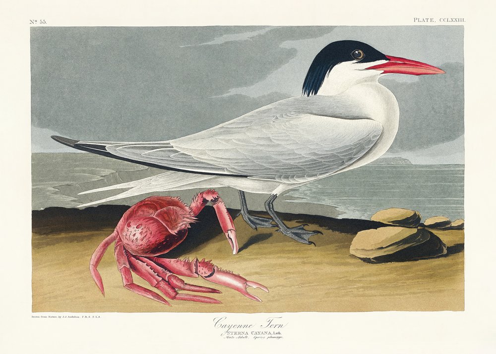  door John James Audubon