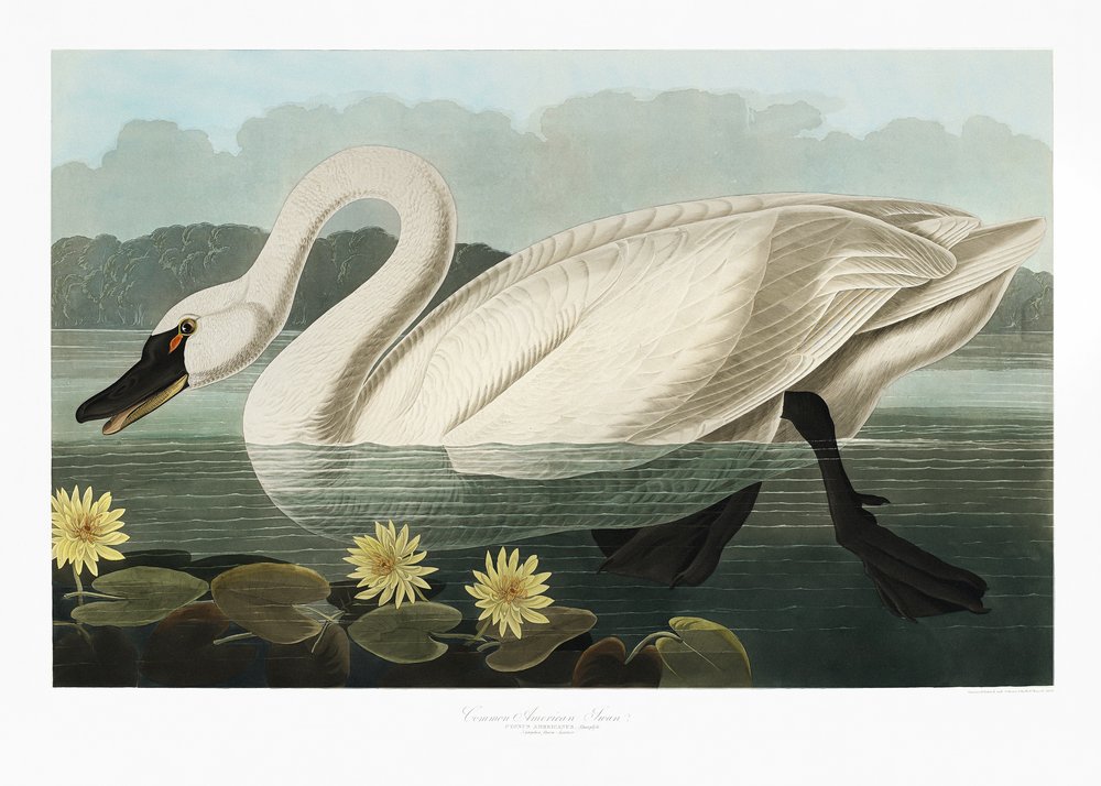  door John James Audubon