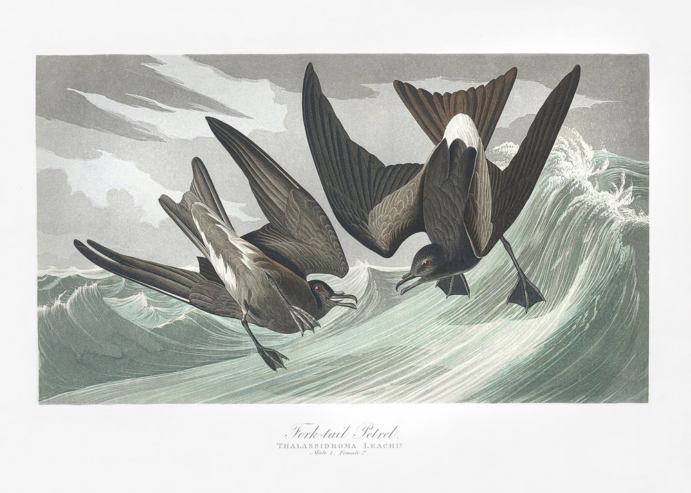  door John James Audubon