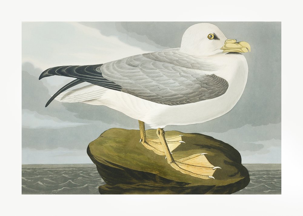  door John James Audubon