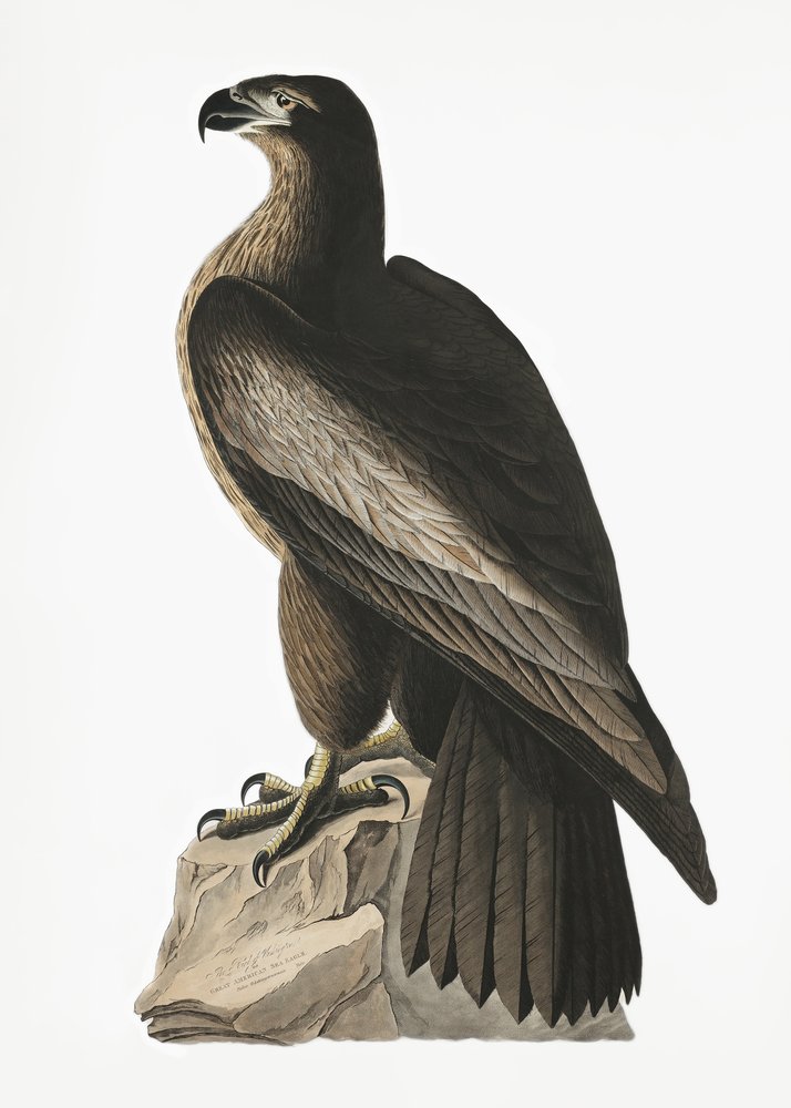  door John James Audubon