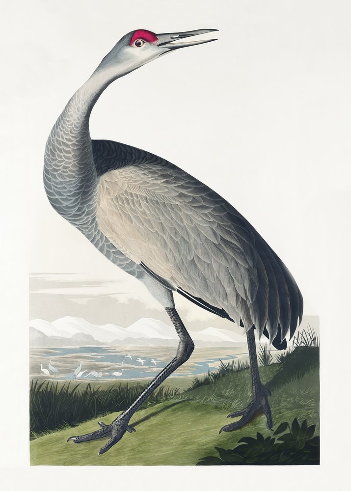  door John James Audubon