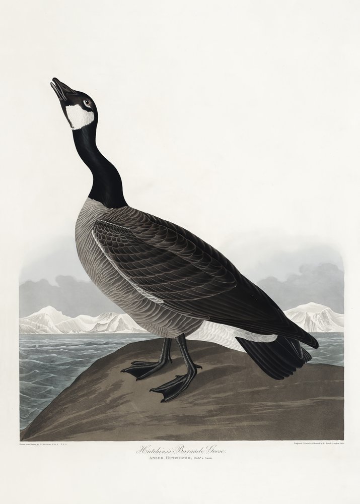  door John James Audubon