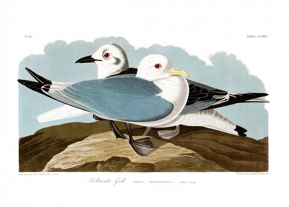 Drieteenmeeuw door John James Audubon