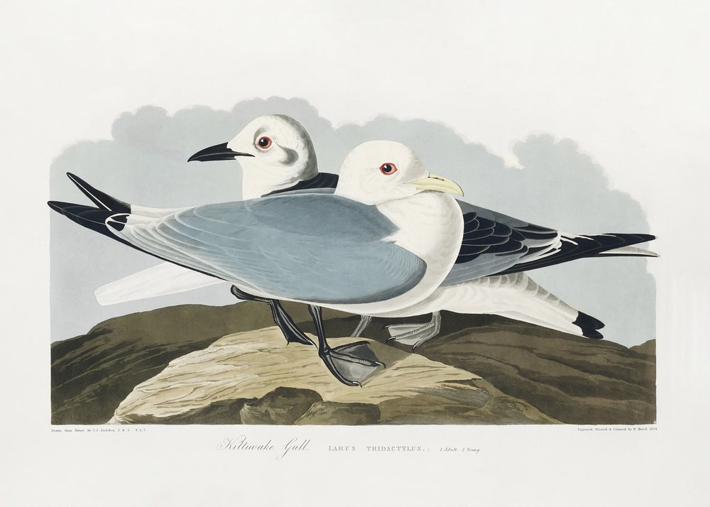  door John James Audubon