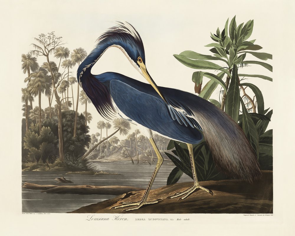 door John James Audubon
