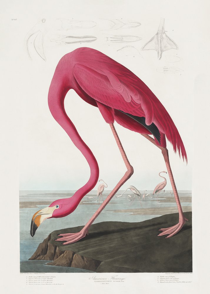 door John James Audubon