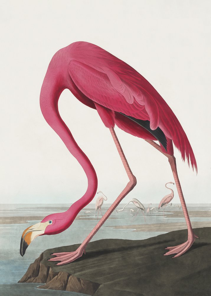  door John James Audubon