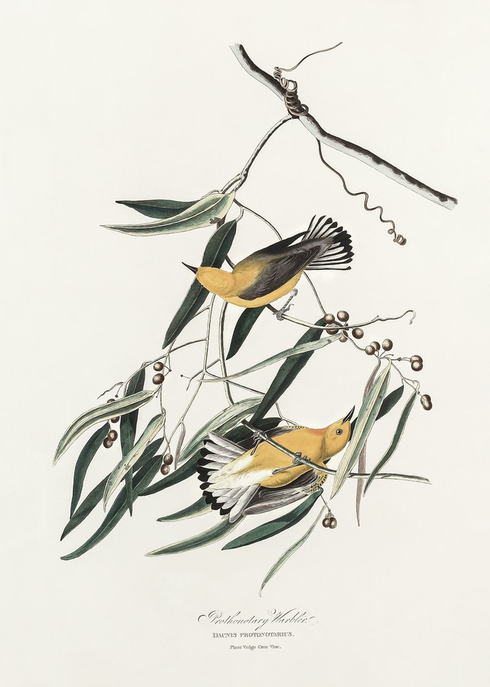  door John James Audubon