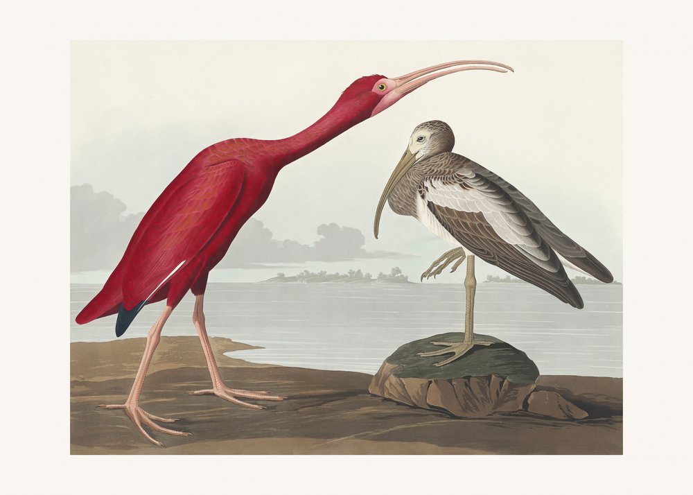  door John James Audubon