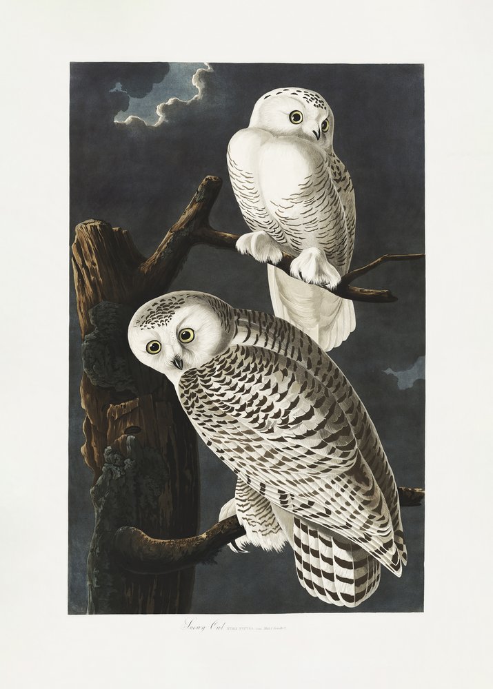 door John James Audubon