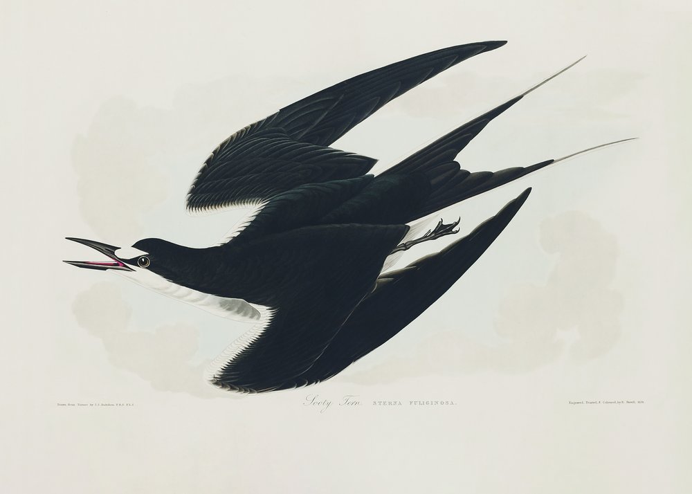  door John James Audubon