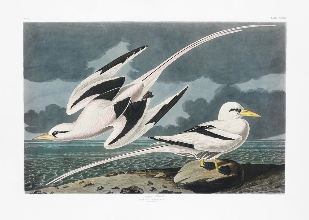  door John James Audubon