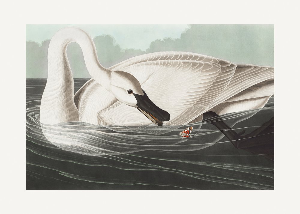  door John James Audubon